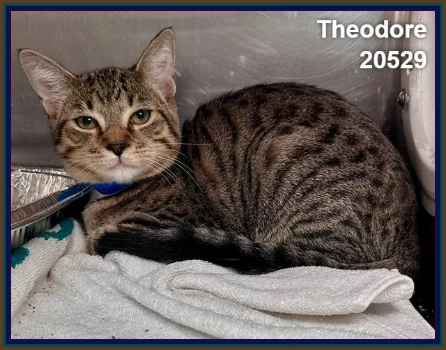 Theodore thumbnail 4
