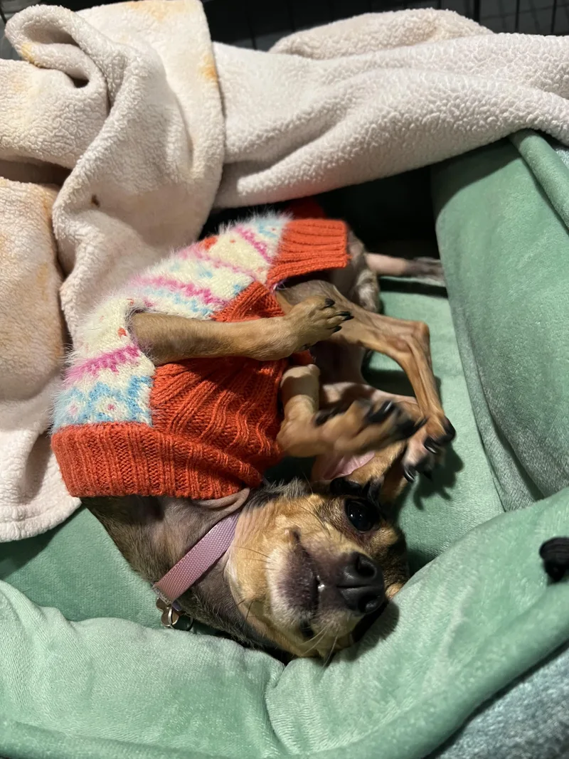 An adult small-sized female Chihuahua dog named Clementina for adoption in Seattle, WA