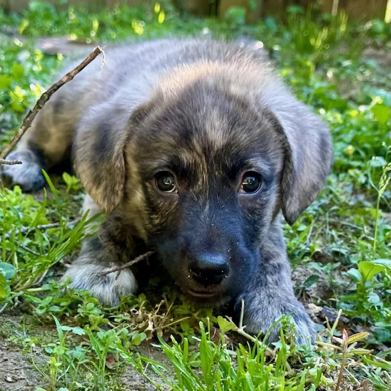 Bailey thumbnail 3