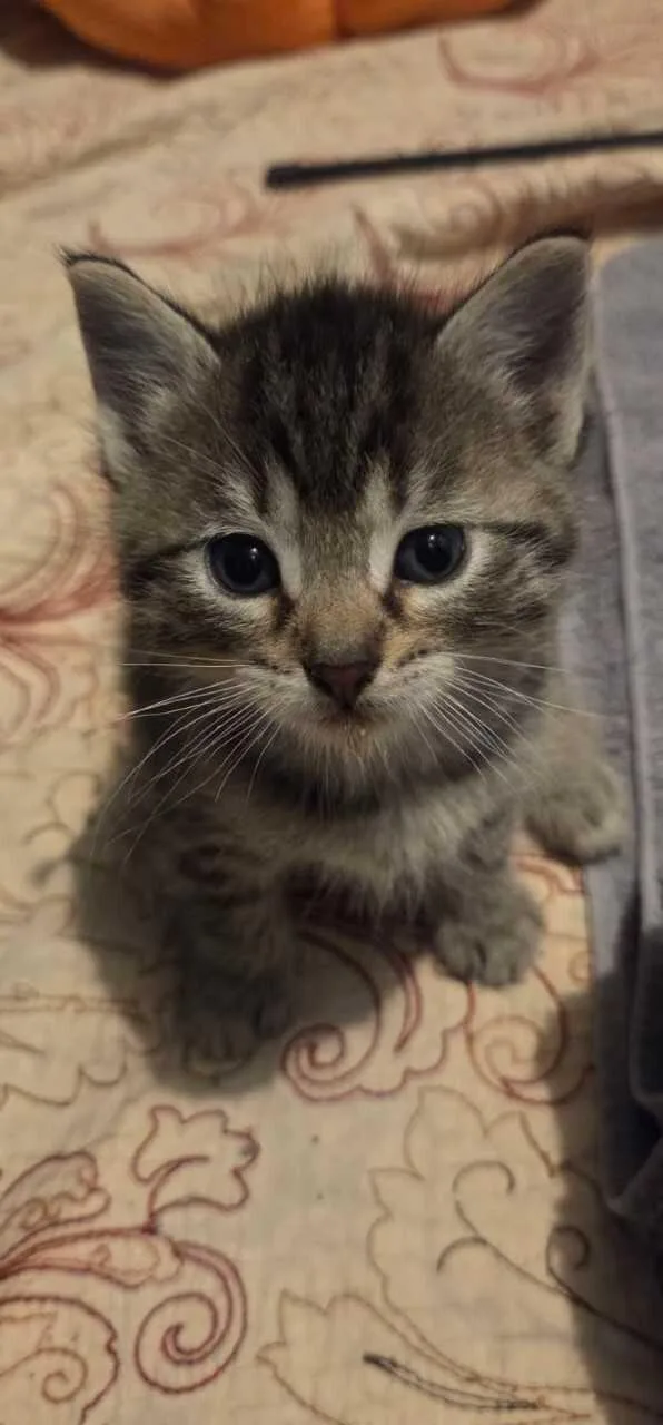A baby small-sized male Tabby (Brown / Chocolate) Domestic Short Hair cat named Simba for adoption in Saint Charles, MO