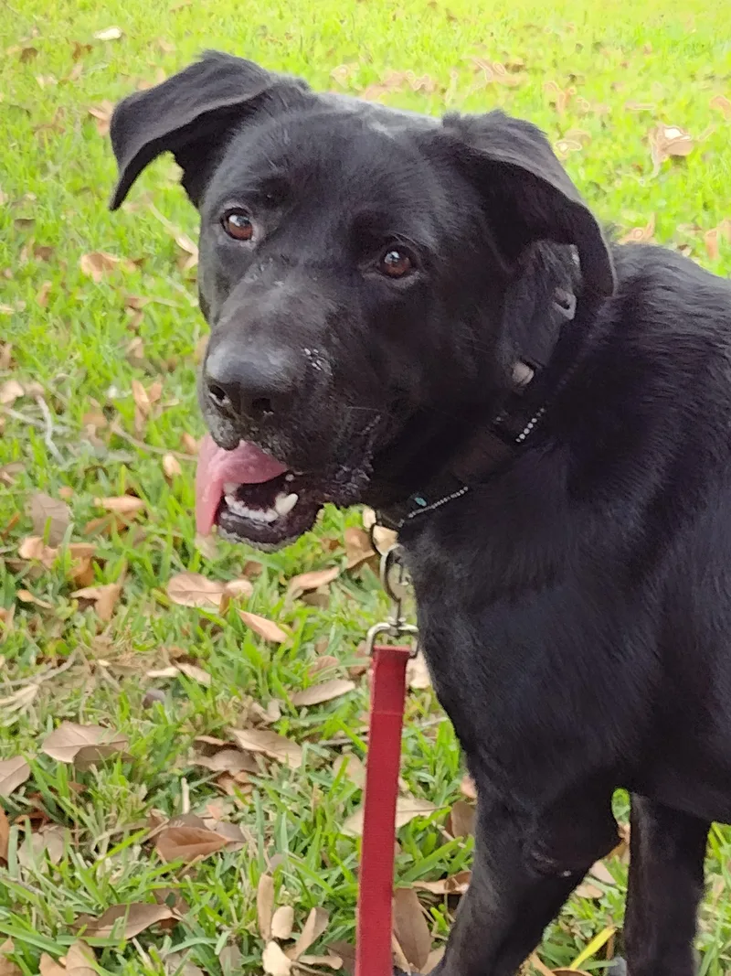A young medium-sized male Labrador Retriever dog named Lovebug Cole for adoption in Baytown, TX