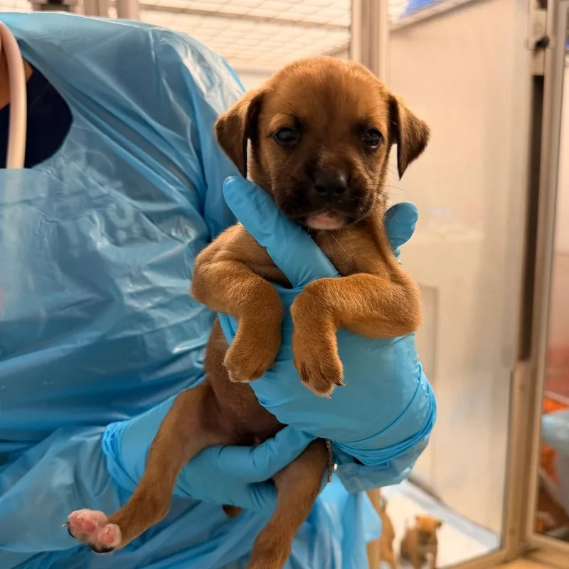 A baby medium-sized female Brown / Chocolate Mixed Breed dog named Siracha for adoption in West Palm Beach, FL