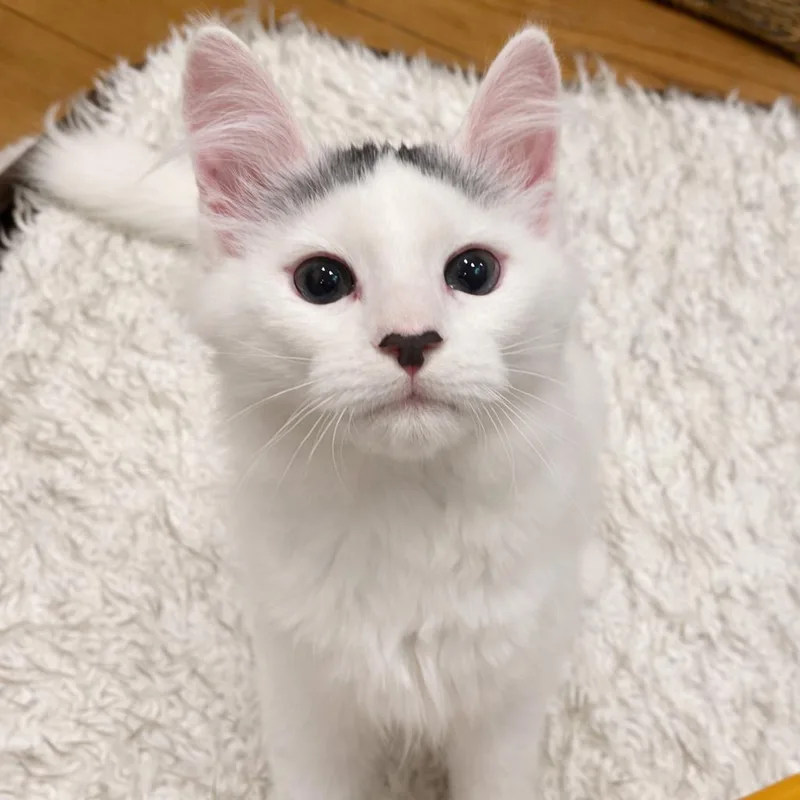 A baby medium-sized male Gray & White Domestic Medium Hair cat named Tinky Winky for adoption in Bethel, CT
