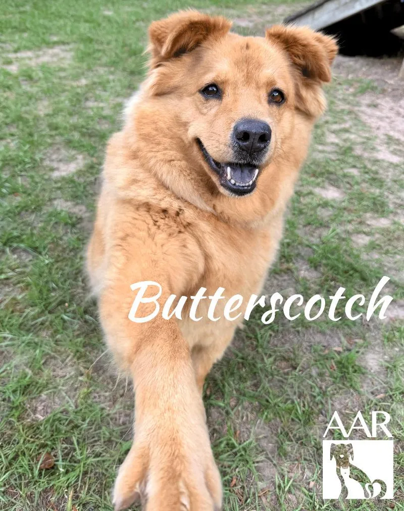 Butterscotch