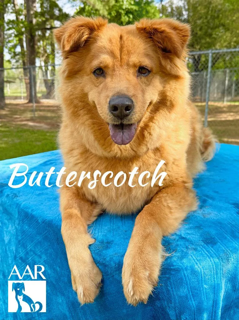 Butterscotch thumbnail 2