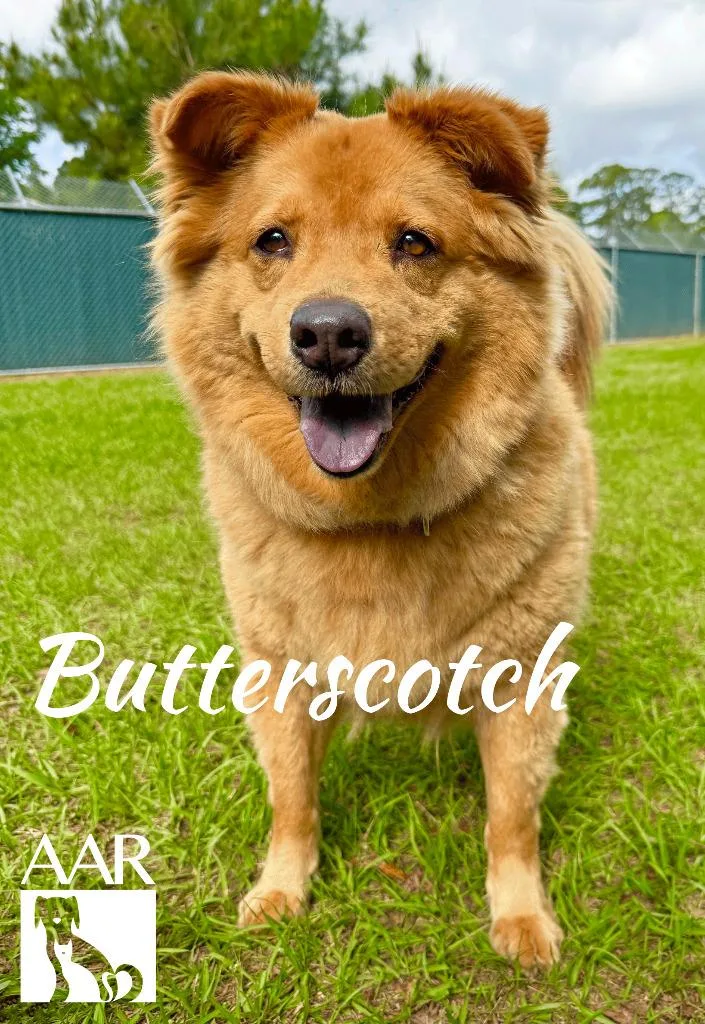 Butterscotch thumbnail 3