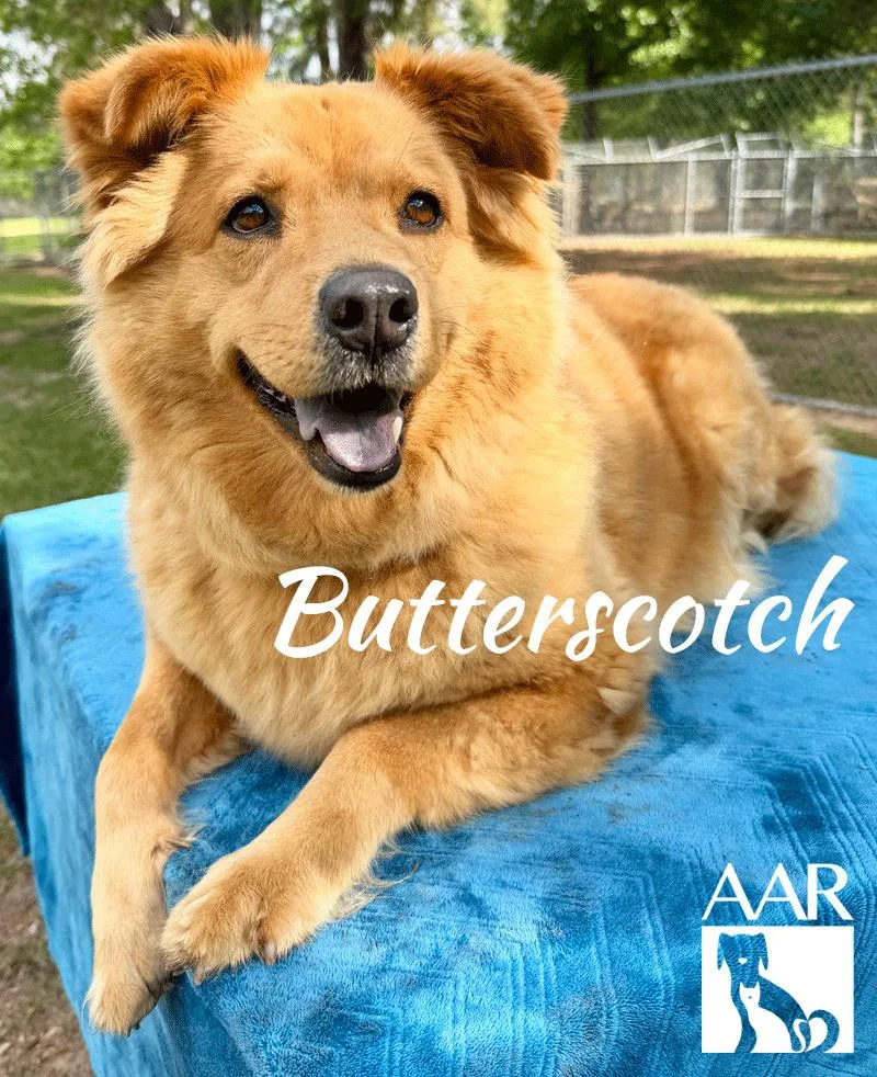 Butterscotch thumbnail 4