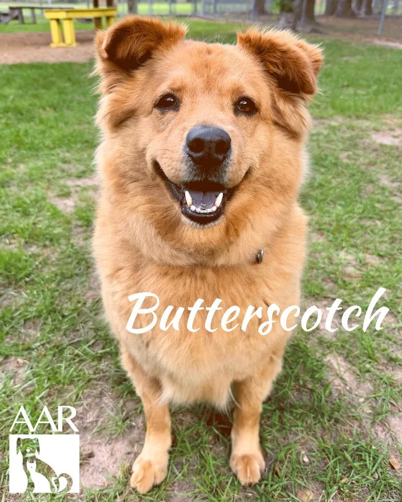 Butterscotch thumbnail 5
