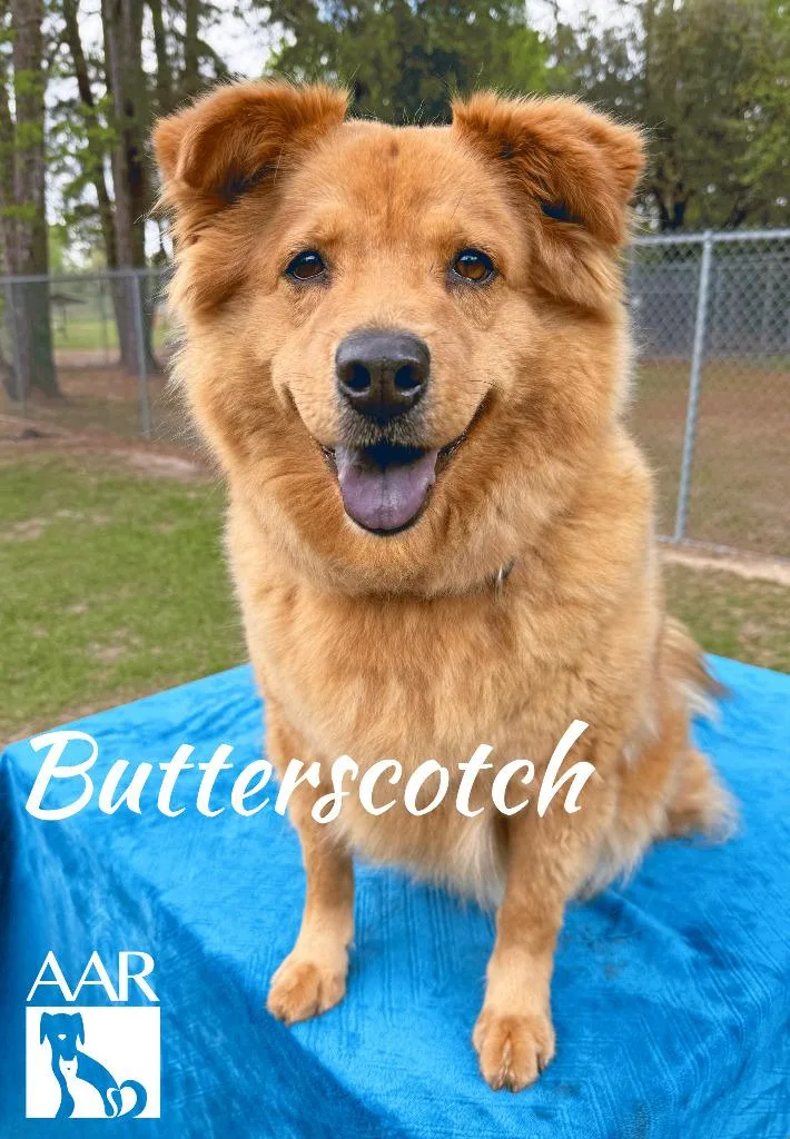 Butterscotch thumbnail 6
