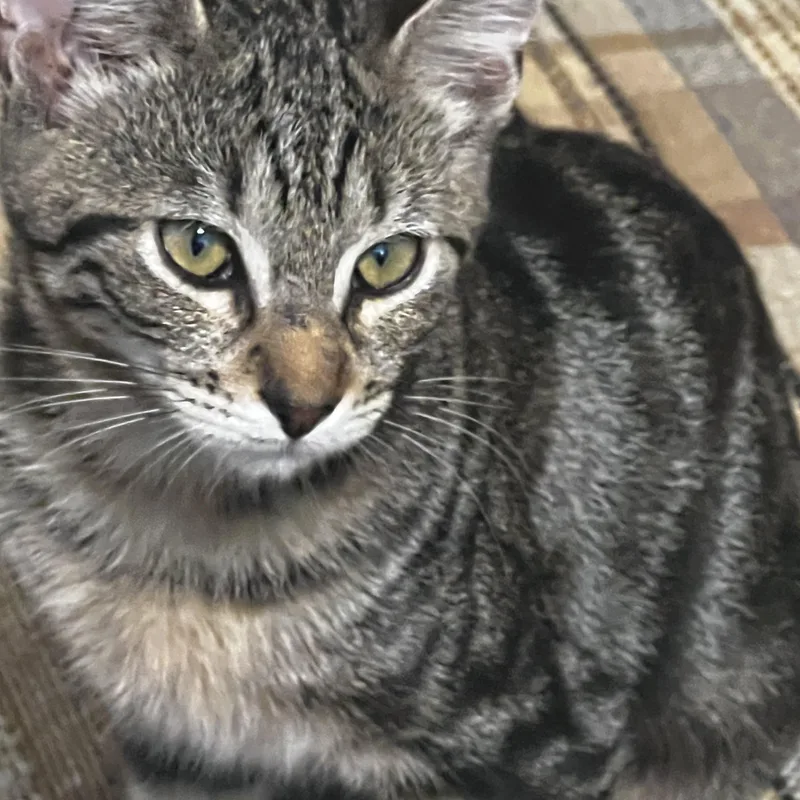 A baby medium-sized female Tabby (Brown / Chocolate) Domestic Short Hair cat named Misty for adoption in Houston, TX