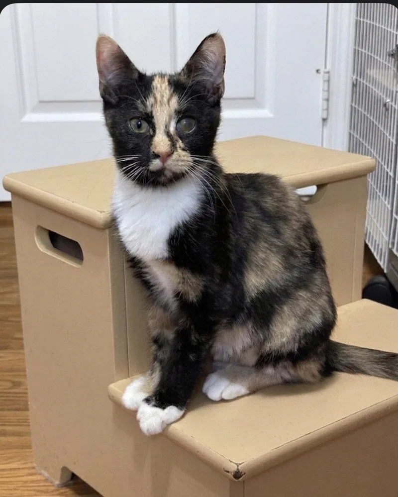 A young medium-sized female Domestic Short Hair cat named Quill for adoption in Newtown Square, PA