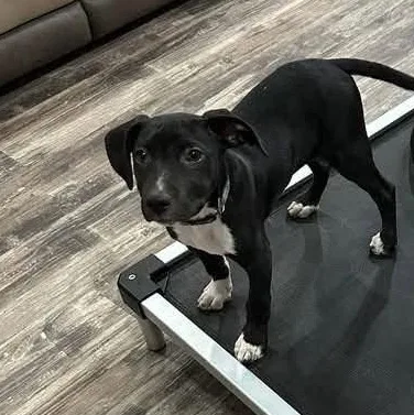 A baby medium-sized male Mixed Breed dog named Austin for adoption in Greenwich, NY