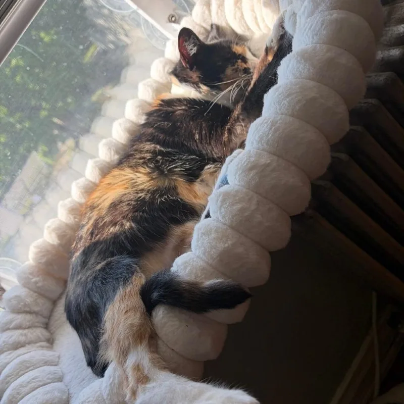Misha