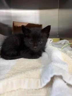 A baby small-sized male Domestic Short Hair cat named Boyz II Men for adoption in Honolulu, HI
