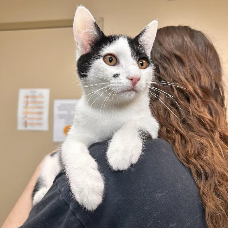 A young small-sized male Black & White / Tuxedo Domestic Short Hair cat named Raccoon for adoption in Myerstown, PA