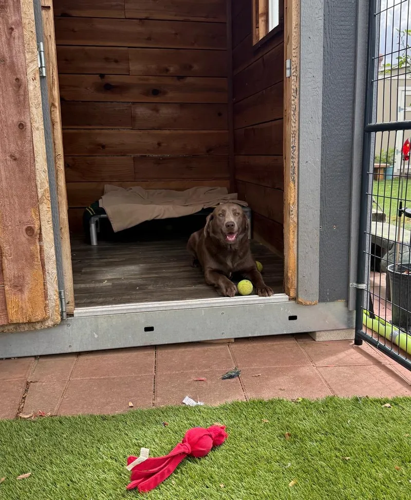 A young medium-sized female Gray / Blue / Silver Labrador Retriever dog named Darcy for adoption in Temecula, CA