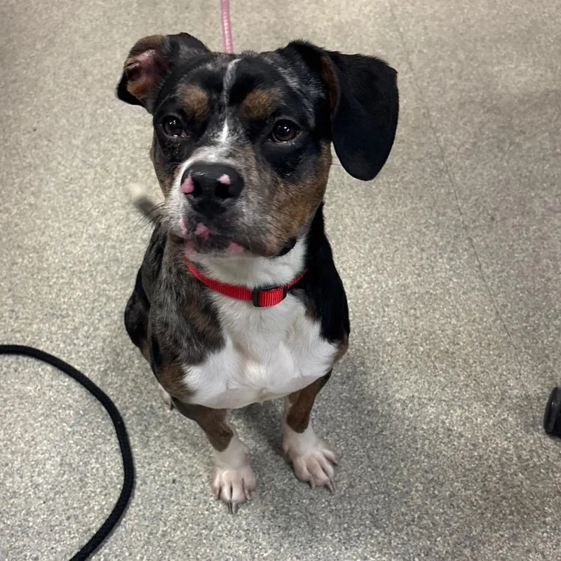 An adult medium-sized male Mixed Breed dog named Carl for adoption in Jacksonville, FL