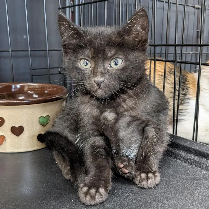 A baby small-sized male Black Domestic Short Hair cat named Ash Lr for adoption in Union, MO