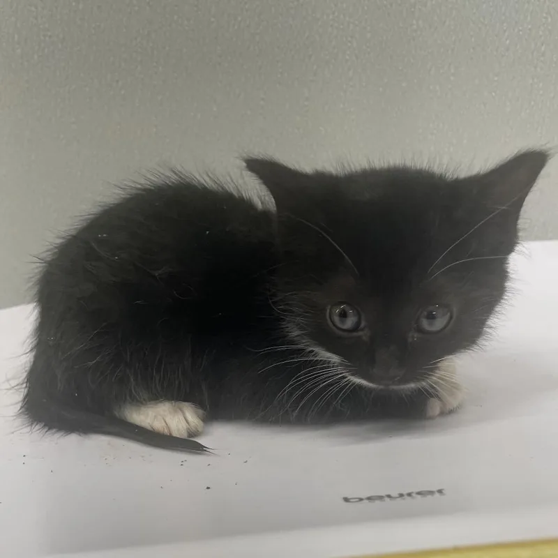 A baby small-sized male Black Domestic Short Hair cat named Cody for adoption in Tampa, FL