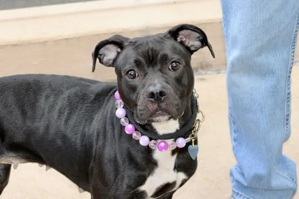 An adult large-sized female Mixed Breed dog named Sesame for adoption in Staten Island, NY