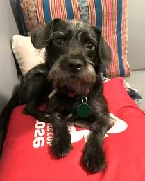 An adult small-sized male Terrier dog named Biggins for adoption in Seattle, WA