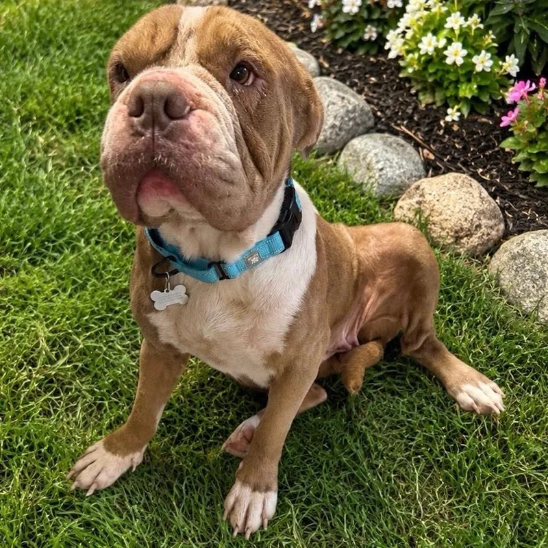 Miss Molly