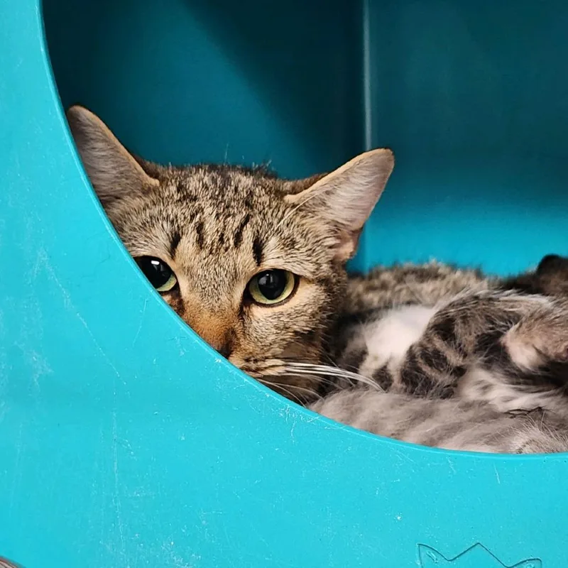 An adult small-sized female Brown / Chocolate Domestic Short Hair cat named Winnie for adoption in Columbus, NC