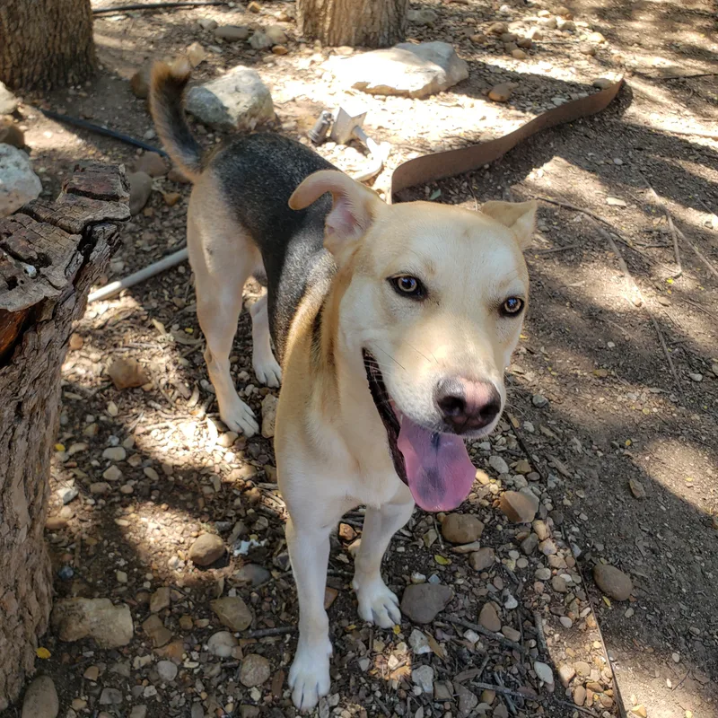 A young medium-sized male Shepherd dog named Finn for adoption in San Antonio, TX