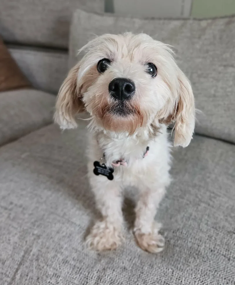 Darcy