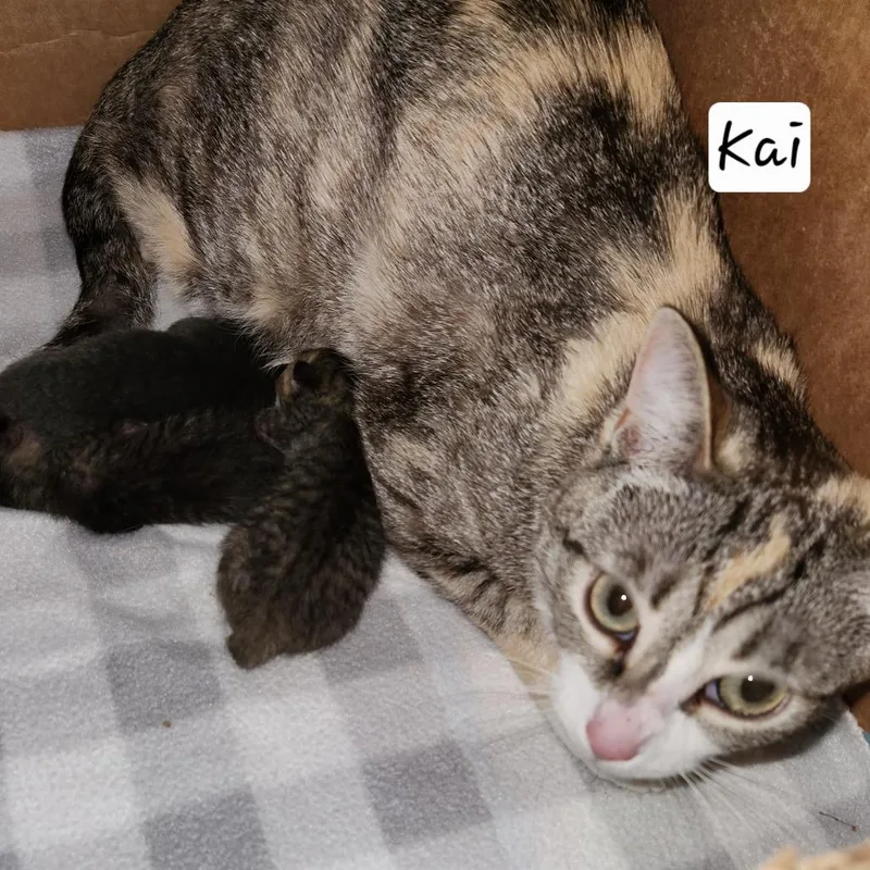 An adult small-sized female Domestic Short Hair cat named MMama KaiTiki for adoption in Arizona City, AZ
