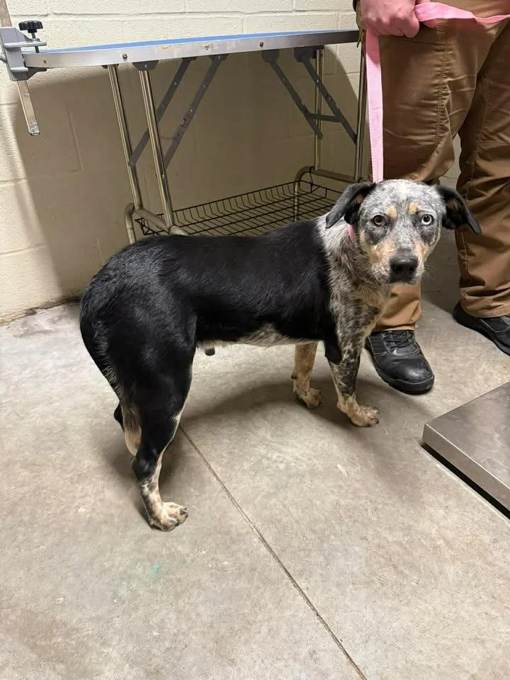 An adult medium-sized female Australian Cattle Dog / Blue Heeler dog named Lady for adoption in Shelbyville, TN