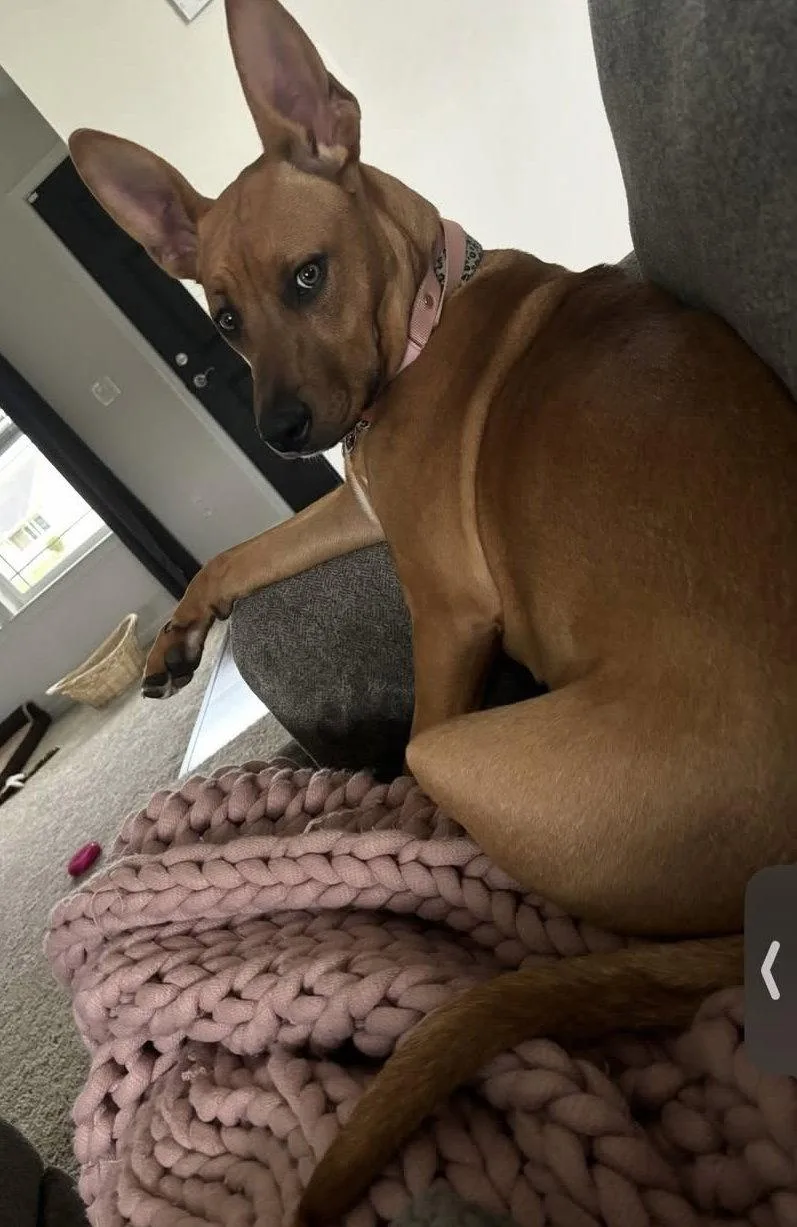 An adult large-sized female Pit Bull Terrier dog named Mindy for adoption in Livonia, MI