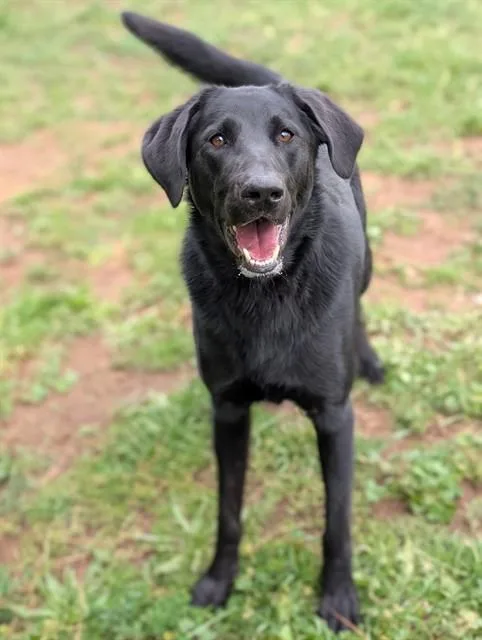 A young small-sized male Labrador Retriever dog named Jasper for adoption in Sacramento, CA