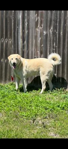 Charlie