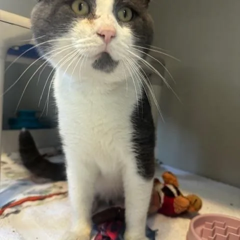 An adult medium-sized male Gray & White Domestic Short Hair cat named Toby for adoption in Hutchinson, MN