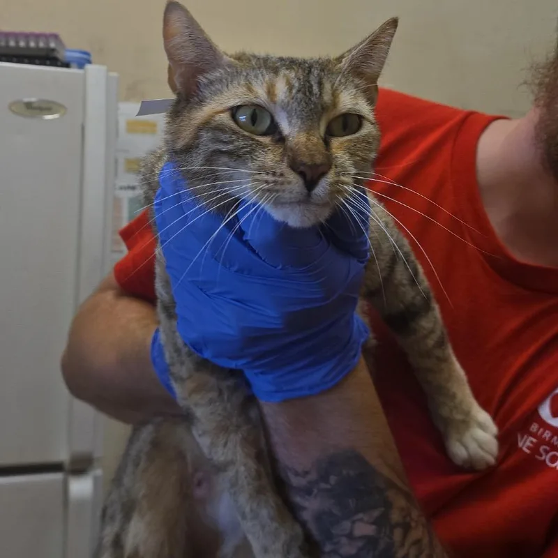 A young medium-sized female Brown / Chocolate Domestic Short Hair cat named Lavender for adoption in Birmingham, AL