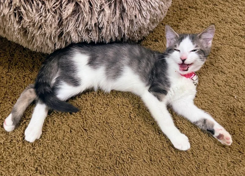 A baby medium-sized male Domestic Short Hair cat named Blueberry Pie for adoption in Salt Lake City, UT
