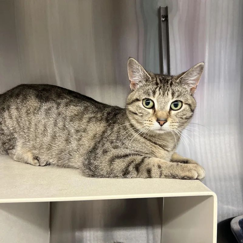 A young medium-sized female Domestic Short Hair cat named Lea for adoption in Mount Pleasant, MI