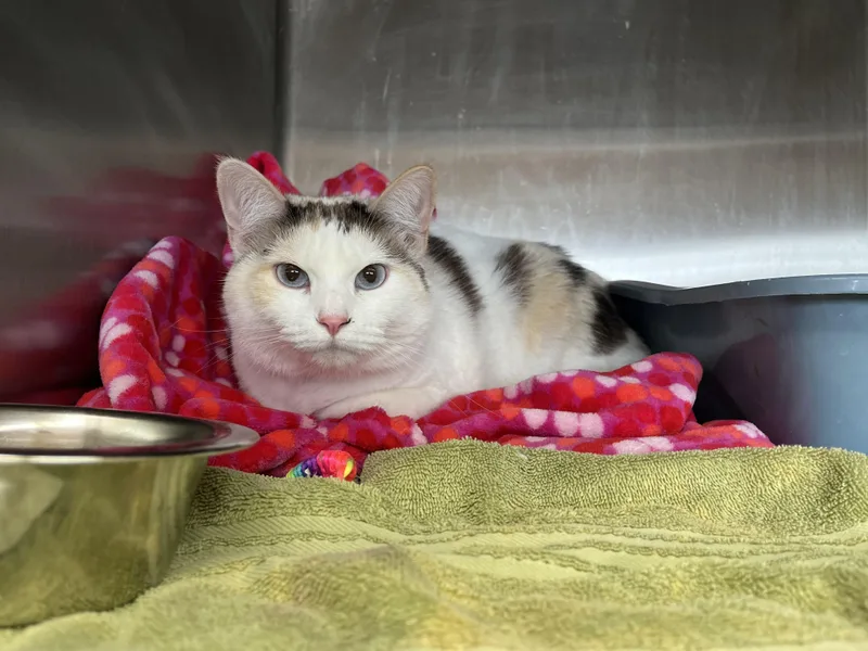 A young large-sized female White Domestic Short Hair cat named Oakley for adoption in Washington, UT