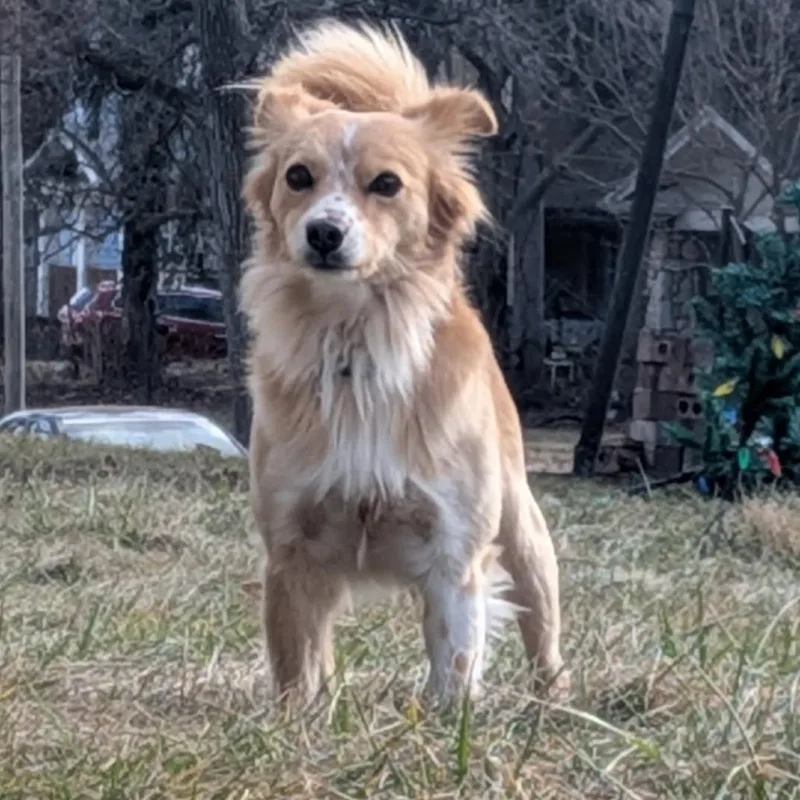 An adult small-sized male Apricot / Beige Mixed Breed dog named Teddy for adoption in Washington Township, OH