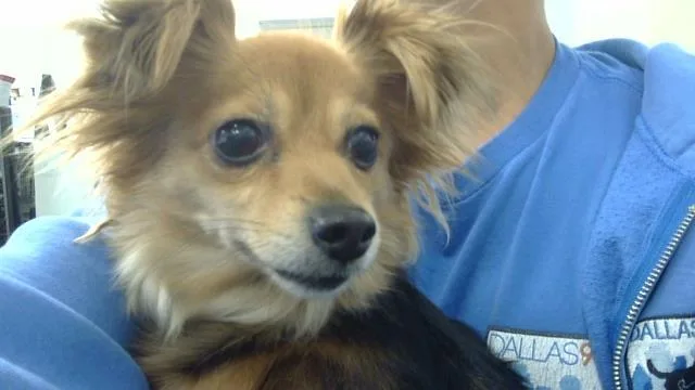 An adult small-sized female Mixed Breed dog named Kali for adoption in Dallas, TX
