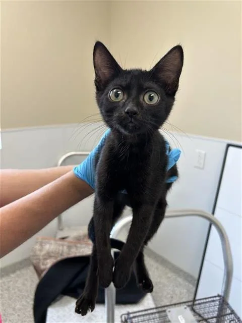 A baby small-sized female Domestic Short Hair cat named Aster for adoption in San Antonio, TX