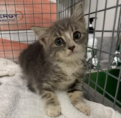 A baby small-sized female Domestic Short Hair cat named Rain Dove for adoption in Sevierville, TN