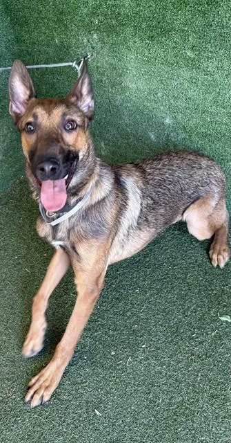 A young medium-sized male Belgian Shepherd / Malinois dog named Barbeque for adoption in Lancaster, CA