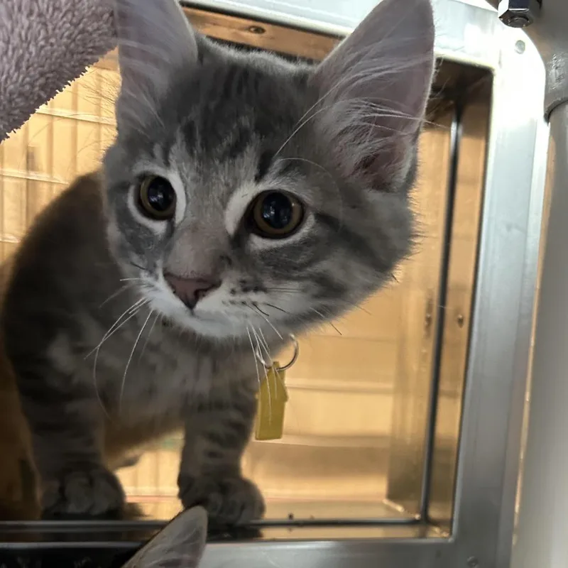 A baby small-sized male Domestic Long Hair cat named DeepFried Calzone for adoption in Springfield, MA