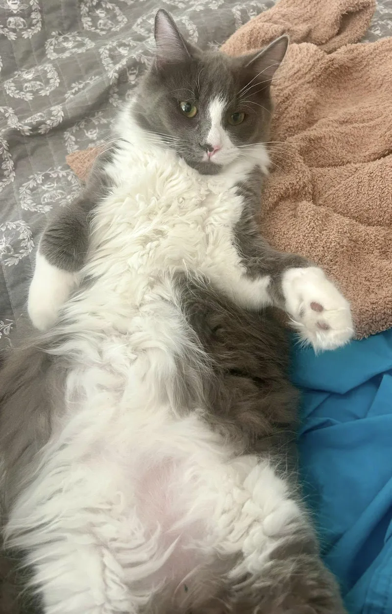 Meatball thumbnail 2