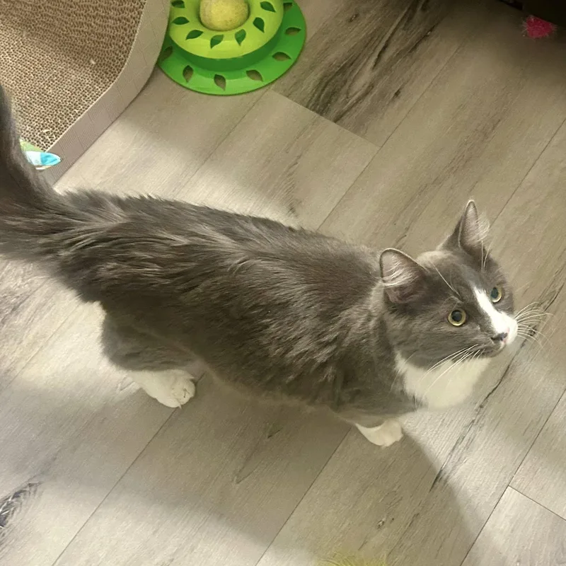 Meatball thumbnail 4