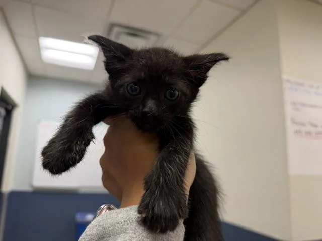 A baby small-sized male Domestic Short Hair cat named Berry for adoption in Miami, FL