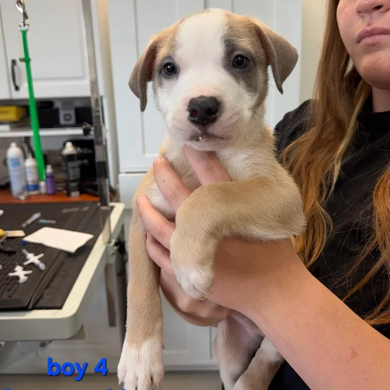 A baby small-sized male Yellow / Tan / Blond / Fawn Pit Bull Terrier dog named Rufus for adoption in Phoenix, AZ