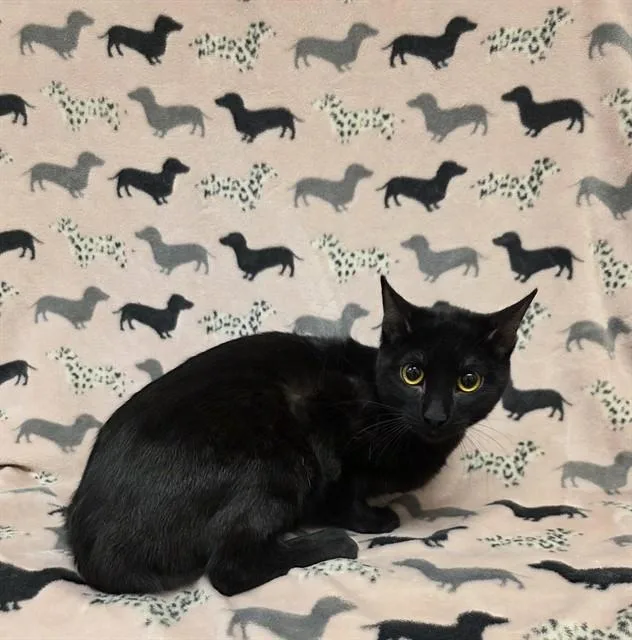 A young small-sized male Domestic Short Hair cat named Jelly for adoption in Castaic, CA